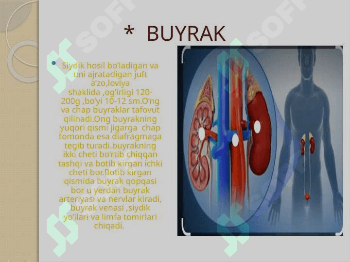 BUYRAK ,SIYDIK NAYLARI, SIYDIK PUFAGI NUR TEKSHIRUV USULLARI. BUYRAK, SIYDIK NAYLARI, SIYDIK PUFAGI NUR ANATOMIYASI 2