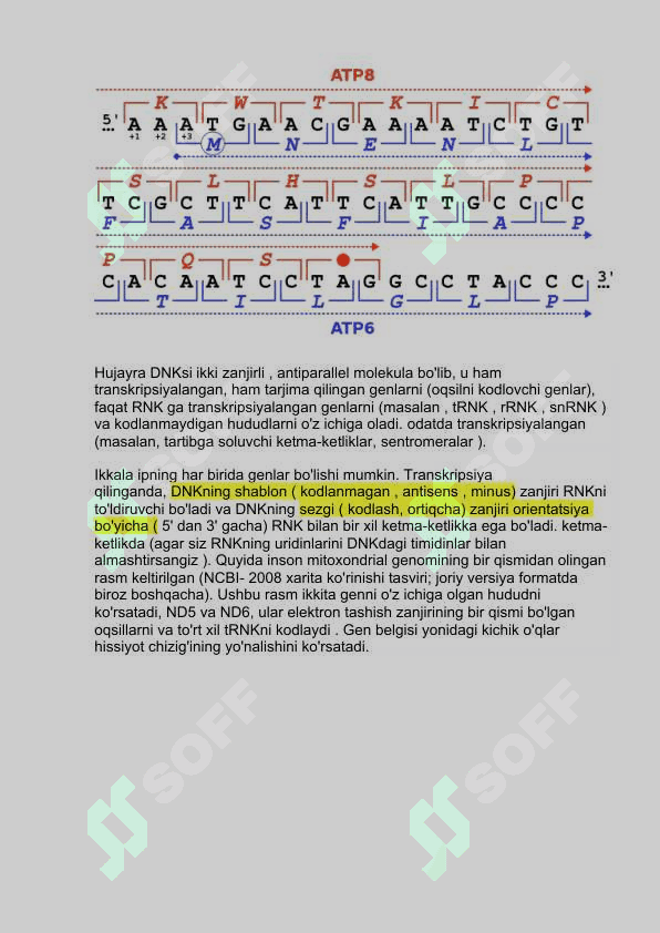 ORF finder 3