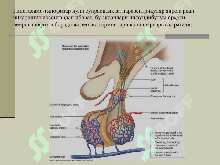 ЭНДОКРИН ТИЗИМИ 4