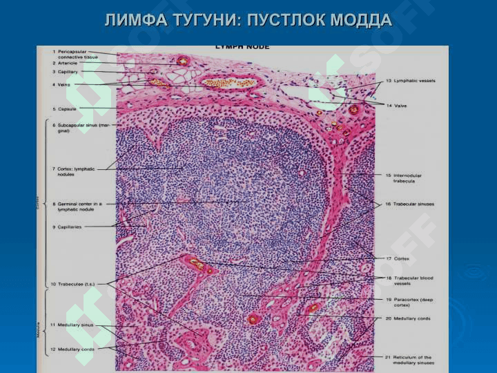 Кон яратувчи ва иммун-химоя аъзолари 3