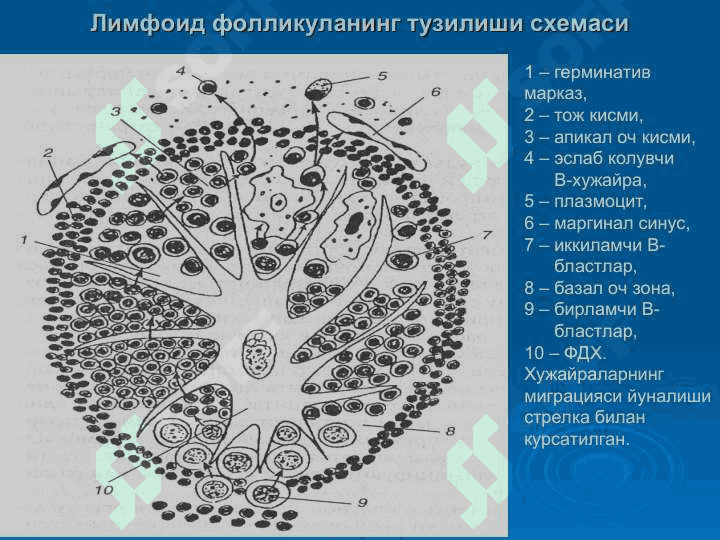 Кон яратувчи ва иммун-химоя аъзолари 4