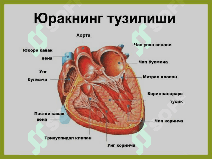 Юрак мушакларининг физиологик хоссалари. Юрак цикли ва унинг фазалари. Юракнинг систолик ва минут ҳажмлари, уларни аниқлаш усуллари. 3
