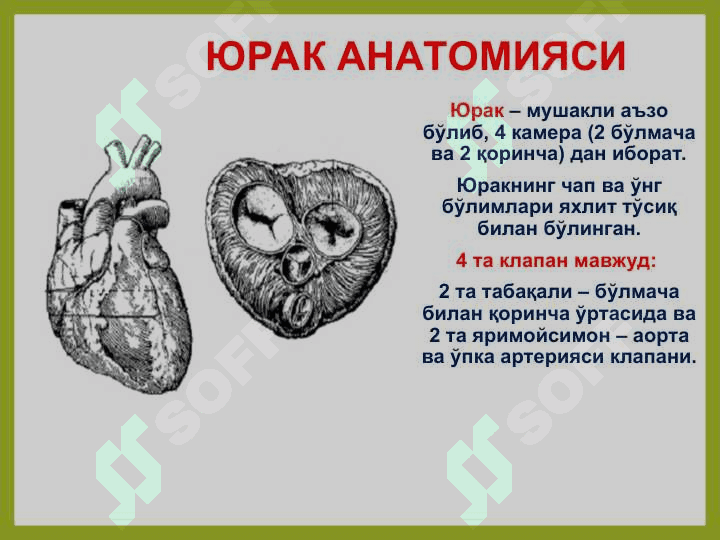 Юрак мушакларининг физиологик хоссалари. Юрак цикли ва унинг фазалари. Юракнинг систолик ва минут ҳажмлари, уларни аниқлаш усуллари. 4