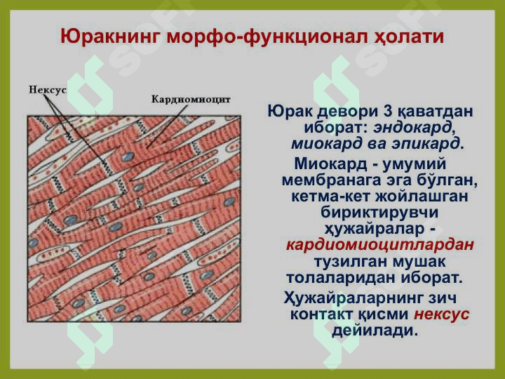 Юрак мушакларининг физиологик хоссалари. Юрак цикли ва унинг фазалари. Юракнинг систолик ва минут ҳажмлари, уларни аниқлаш усуллари. 5