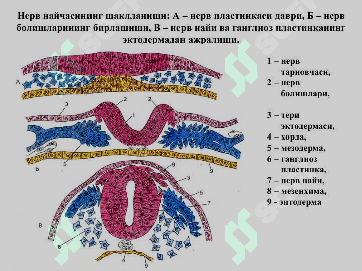 НЕРВ ТЎҚИМАСИ 2