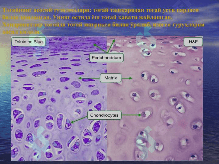 Скелет тўқималари 6