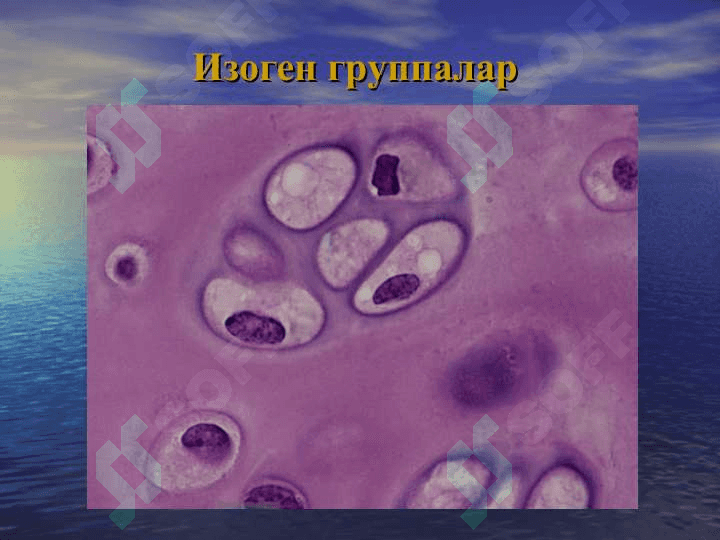 Скелет тўқималари 8