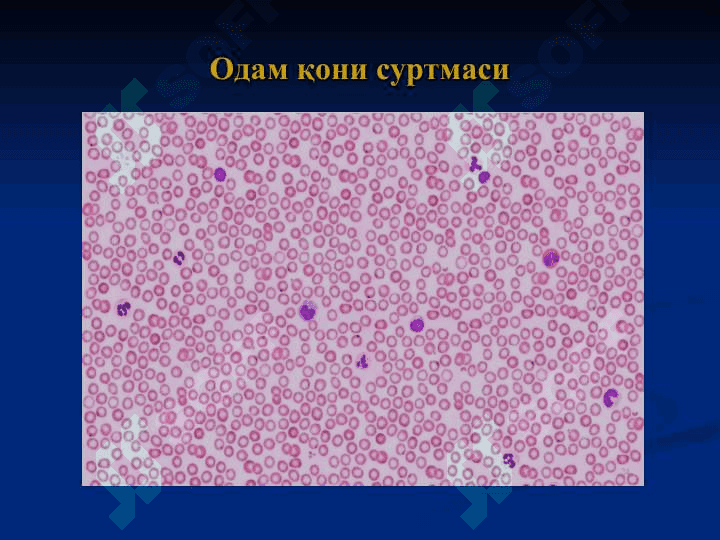 Қон ва лимфа. Гемопоэз 4