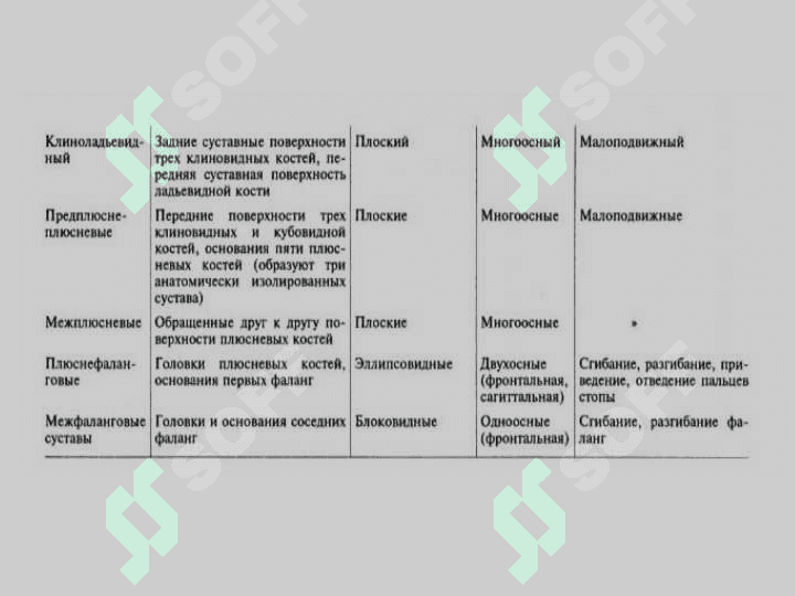 Суставы нижней конечности 4