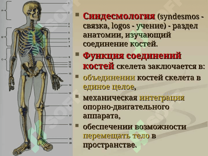 Бирлашувлар.Тана суякларини бирлашуви ва уларнинг болалардаги хусусиятлари. Калла суякларининг бирлашуви. Чакка-пастки жағ бўғими 3