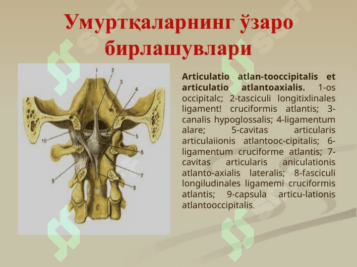 Бирлашувлар.Тана суякларини бирлашуви ва уларнинг болалардаги хусусиятлари. Калла суякларининг бирлашуви. Чакка-пастки жағ бўғими 6