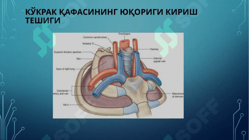 Кўкрак қафаси суяклари.   Қовурғалар, тўш суяги ва кўкрак кафаси, уларнинг ёшга доир хусусиятлари 4