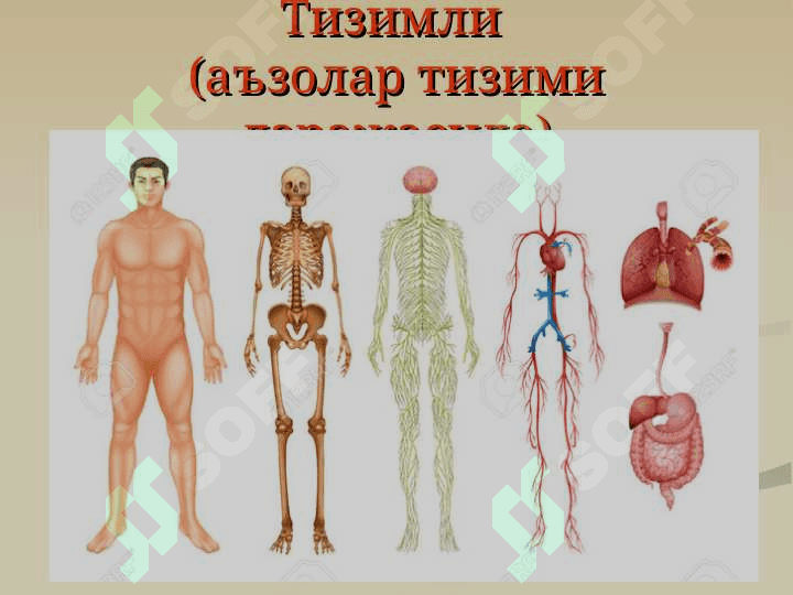 Анатомия фанига кириш. Умумий остеология. Скелет ҳақида умумий тушунча. Сатхлар ҳақида тушунча. Анатомик терминология. Суякларнинг тузилиши ва таснифи. Бўйин, кўкрак, бел ва думғаза умуртқалари. 7