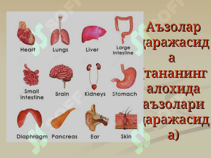 Анатомия фанига кириш. Умумий остеология. Скелет ҳақида умумий тушунча. Сатхлар ҳақида тушунча. Анатомик терминология. Суякларнинг тузилиши ва таснифи. Бўйин, кўкрак, бел ва думғаза умуртқалари. 8