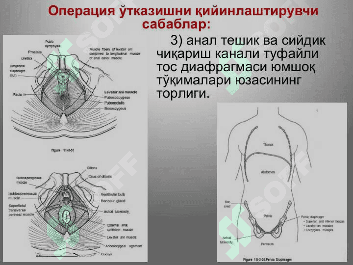 Тос соҳаси клиник анатомияси.   Тос бўшлиғи аъзоларидаги асосий операциялар. 7
