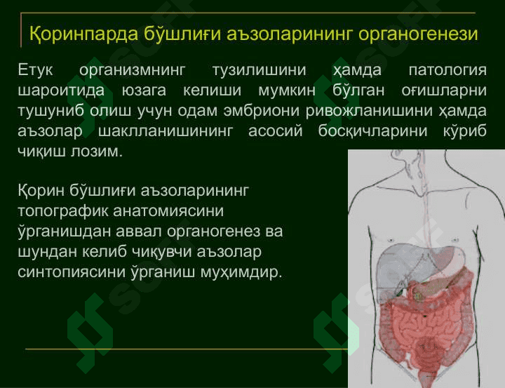 Қорин парда бўшлиғи аъзоларининг клиник анатомияси. Қоринпарда бўшлиғи аъзоларида бажариладиган жарроҳлик аралашувларнинг умумий қоидалари ва тамойиллари. Жигар, ўт йўллари, талоқ, ошқозон ости бези клиник анатомияси. 7