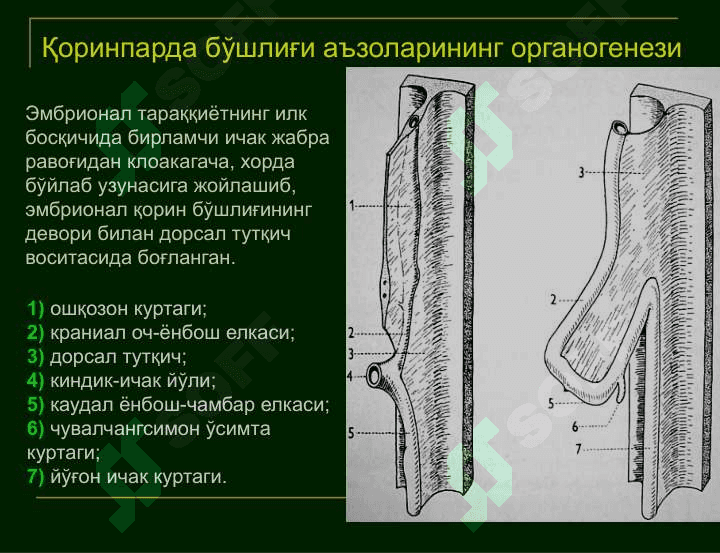 Қорин парда бўшлиғи аъзоларининг клиник анатомияси. Қоринпарда бўшлиғи аъзоларида бажариладиган жарроҳлик аралашувларнинг умумий қоидалари ва тамойиллари. Жигар, ўт йўллари, талоқ, ошқозон ости бези клиник анатомияси. 8