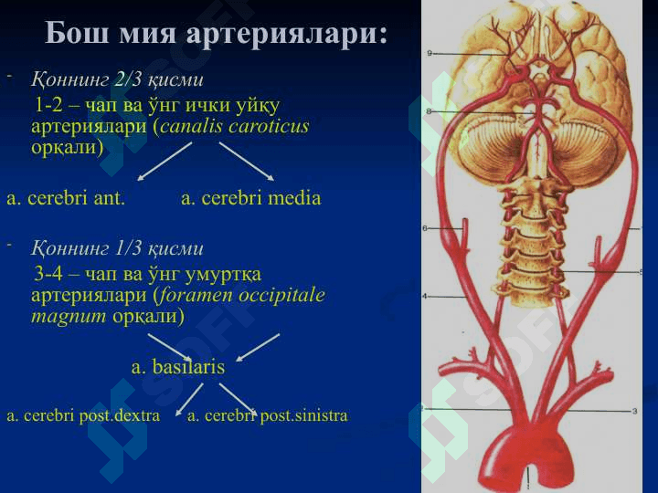 БОШНИНГ КЛИНИК АНАТОМИЯСИ 7