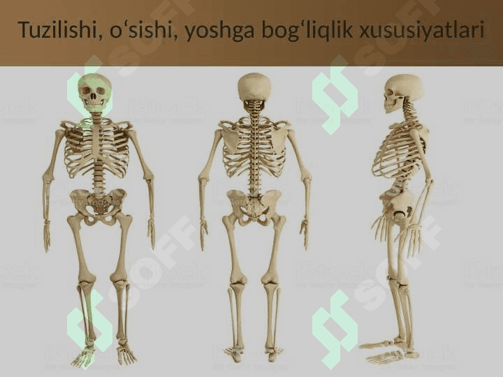 Suyaklarning tuzilishi va o‘sishi 2