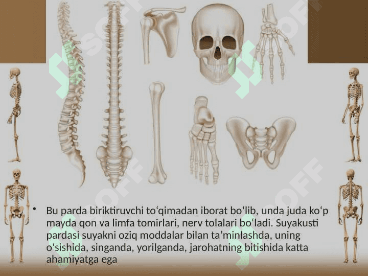 Suyaklarning tuzilishi va o‘sishi 4