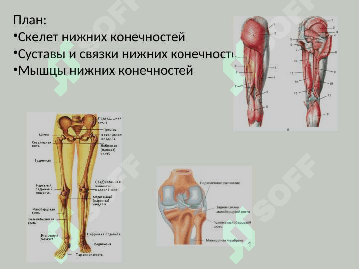 Скелет и мышцы нижней конечности мышцы ниж конеч и кости 2