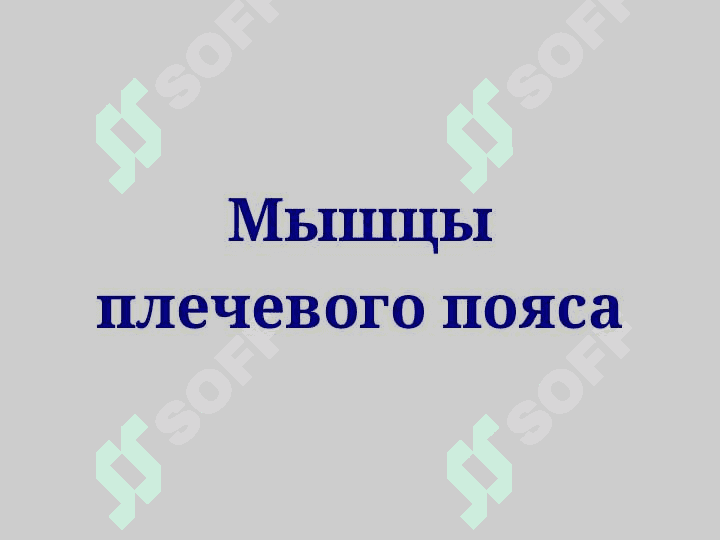 Мышцы верхних конечностей Мышцы плечевого пояса 3
