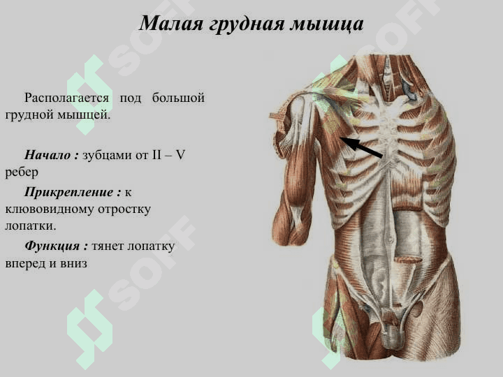 Мышцы туловища мышцы груди иживота 6