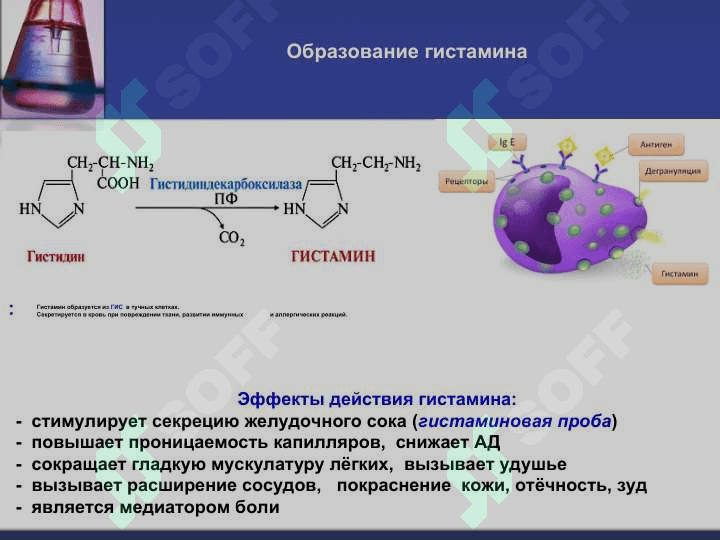 Обмен аминокислот 4