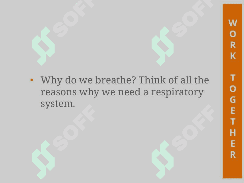 Respiratory System 2