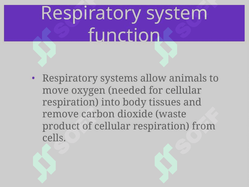 Respiratory System 4