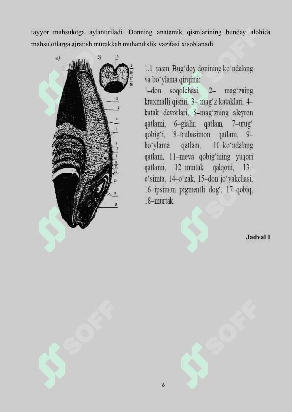 DON MAHSULOTLARI (kurs ishi) 6