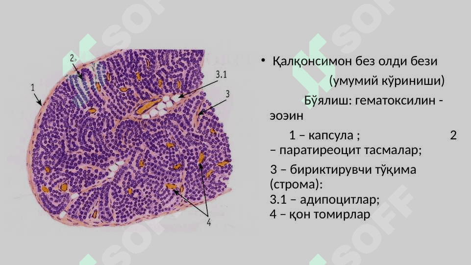 PERIFERIK ENDOKRIN TIZIM 2