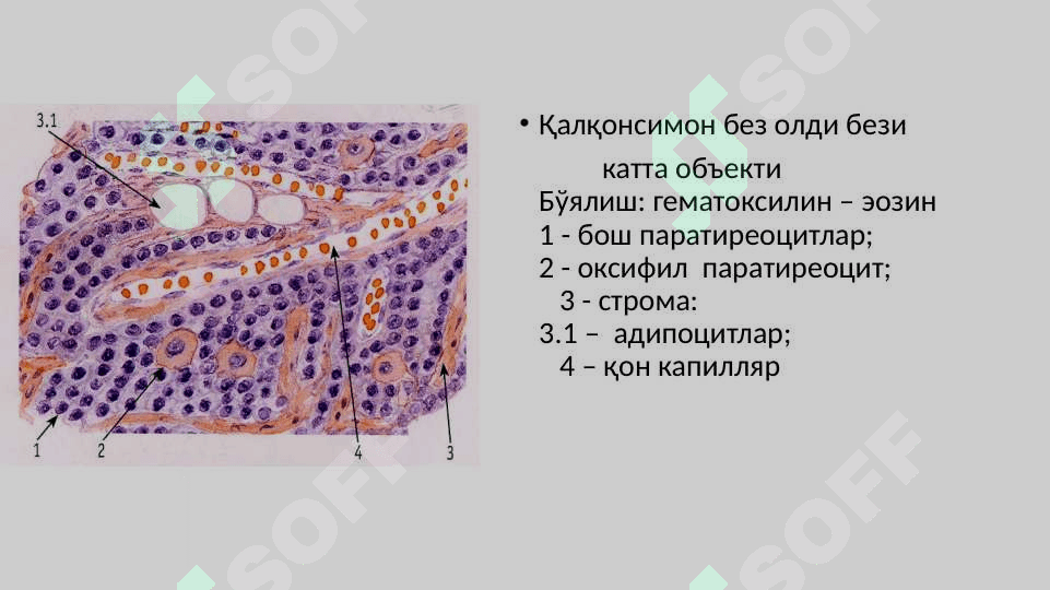 PERIFERIK ENDOKRIN TIZIM 3