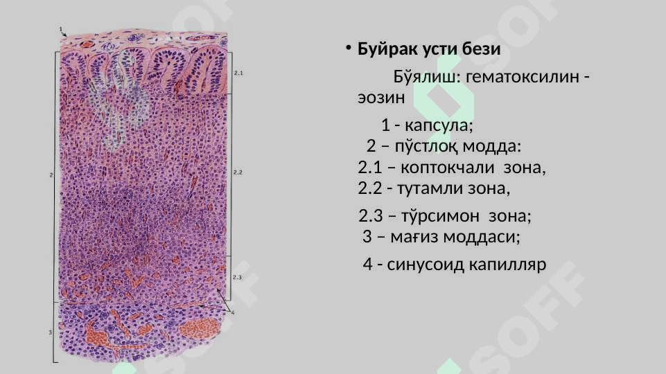 PERIFERIK ENDOKRIN TIZIM 4