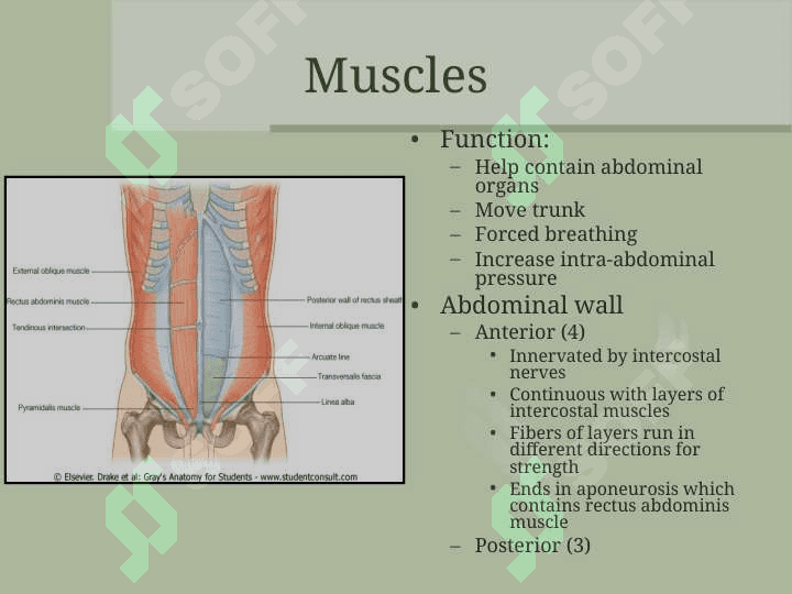 The Abdomen Qorin bo'shlig'i 4