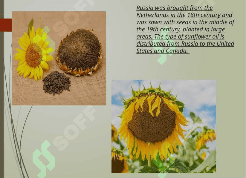 Sunflower 2