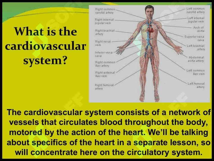 Circulatory system Qon aylanish tizimi 2
