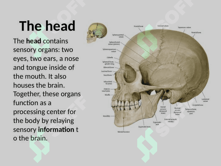 SKELETON SYSTEM 4