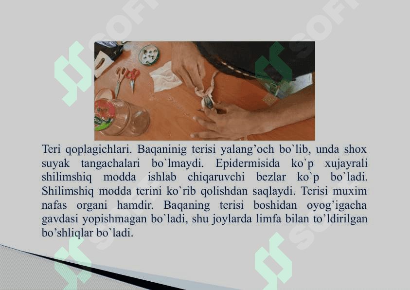 Suvda hamda  quriqlikda  yashovchilar sinfi 4