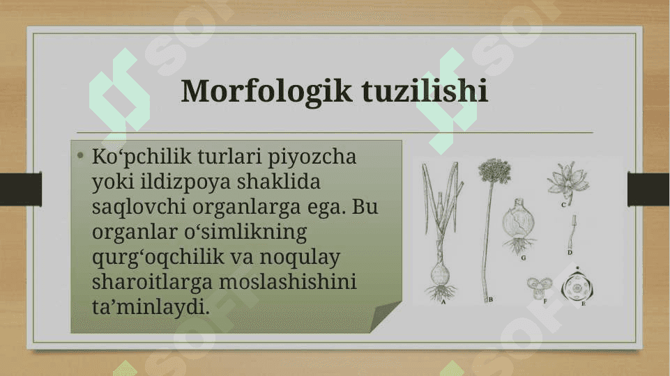Lolanamolar qabilasi 5
