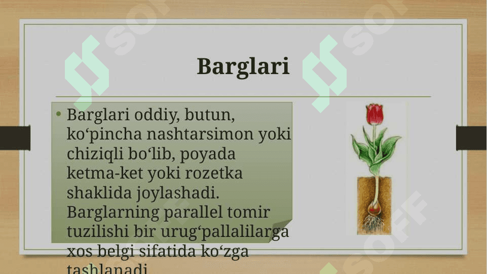 Lolanamolar qabilasi 6