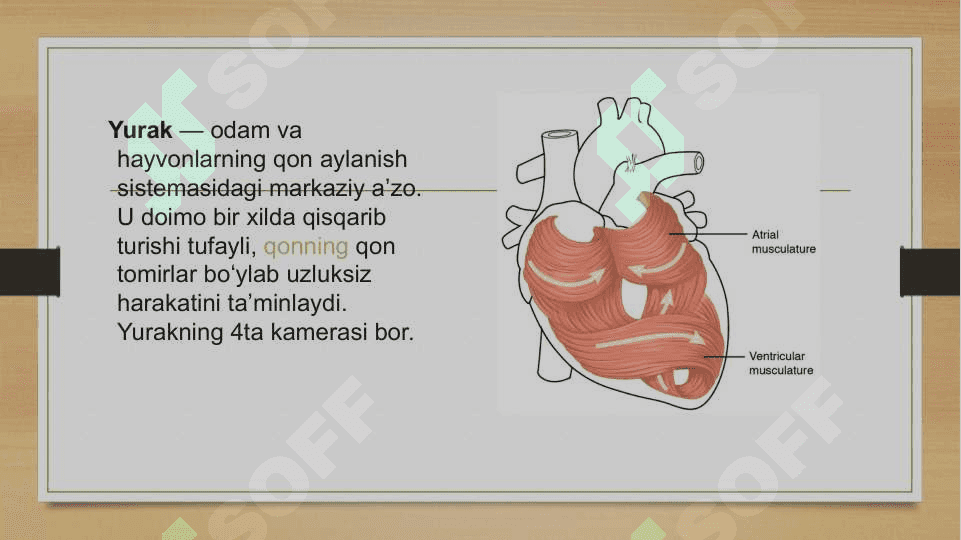 sitologiya, gistologiya va embrinologiya 3
