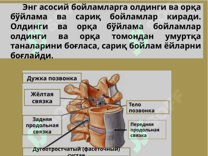 Умуртқа поғонаси остеохондрози 8
