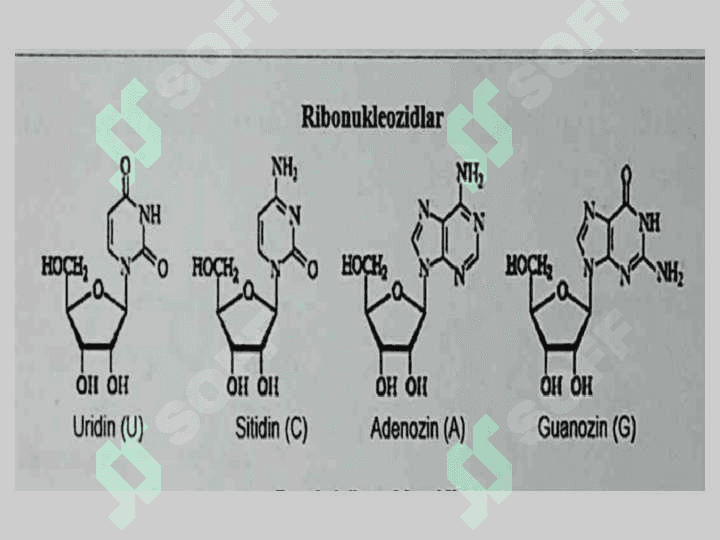 Nukleozidlar. Nukleotidlar. Nukleozidlarning mono- va polifosfatlari. Nukleotid tabiatli kofermentlar. 3