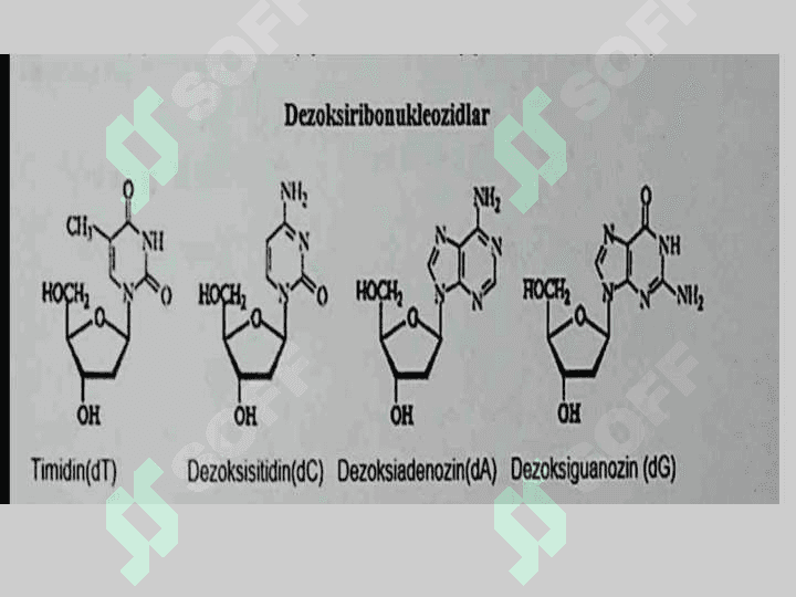 Nukleozidlar. Nukleotidlar. Nukleozidlarning mono- va polifosfatlari. Nukleotid tabiatli kofermentlar. 4