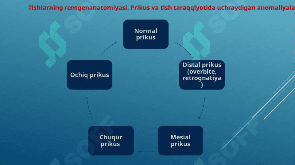 Anatomiya ichki organlar grafik organeyzer 2