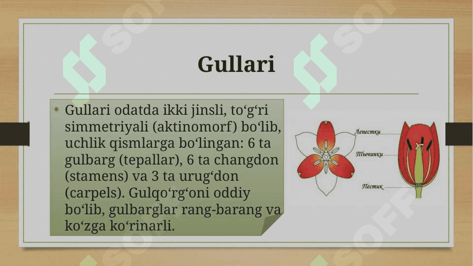 Loladoshlar oilasi 7