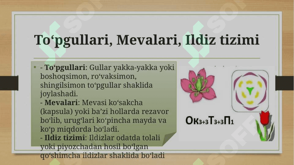 Loladoshlar oilasi 8