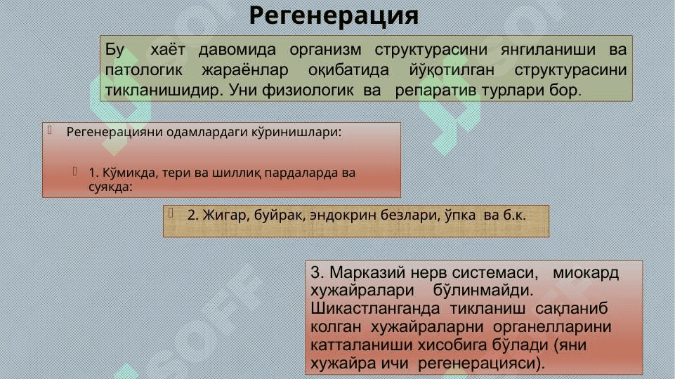 o'sma xujayralarini kelib chiqishi va ahamiyati 4
