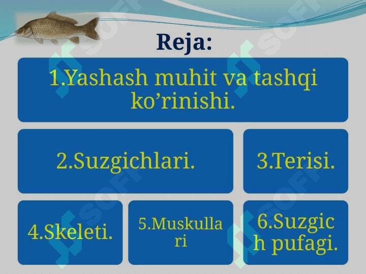 Baliqlarning tashqi tuzilishi, skeleti, suzgich pufagi 2
